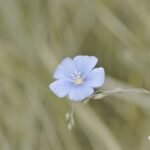 Linum narbonense plant met helderblauwe bloemen en smalle groene bladeren op zonnige achtergrond.