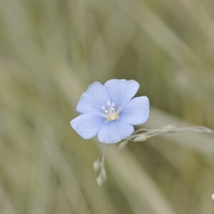 Linum narbonense plant met helderblauwe bloemen en smalle groene bladeren op zonnige achtergrond.