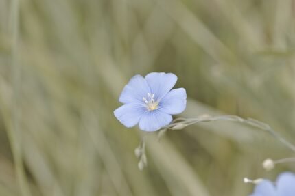 Linum narbonense plant met helderblauwe bloemen en smalle groene bladeren op zonnige achtergrond.