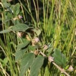 Lippia alba plant met witte bloemen op groen blad.