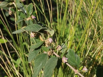 Lippia alba plant met witte bloemen op groen blad.