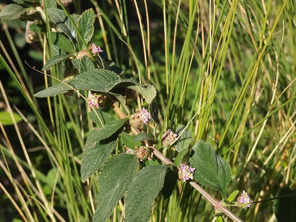 Lippia alba plant met witte bloemen op groen blad.