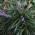 Liriope muscari plant met weelderige groene bladeren en paarse bloemaren in een tuinsetting.