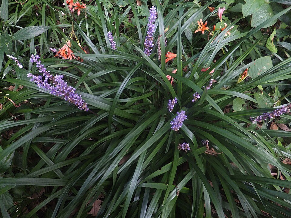 Liriope muscari plant met weelderige groene bladeren en paarse bloemaren in een tuinsetting.