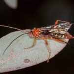 Lissopimpla excelsa mannetje met opvallende gele en zwarte kleuren.