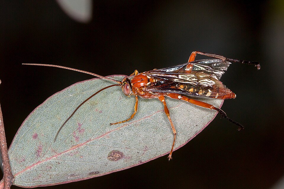 Lissopimpla excelsa mannetje met opvallende gele en zwarte kleuren.