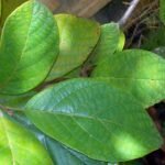 Bladeren van Litsea leefeana, groen met fijne nerven.