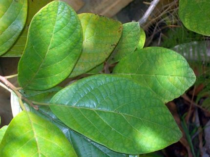 Bladeren van Litsea leefeana, groen met fijne nerven.