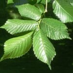 Close-up van groene Ulmus Lobel bladeren met fijne nerven.