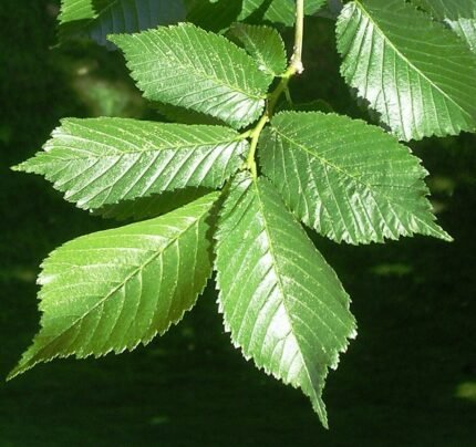 Close-up van groene Ulmus Lobel bladeren met fijne nerven.