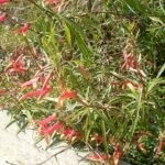 Lobelia laxiflora plant met helderblauwe bloemen en groene bladeren.