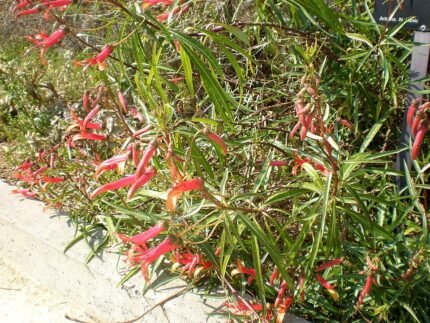 Lobelia laxiflora plant met helderblauwe bloemen en groene bladeren.