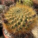 Gele Lobivia chrysochete cactusplant met stekels in pot.