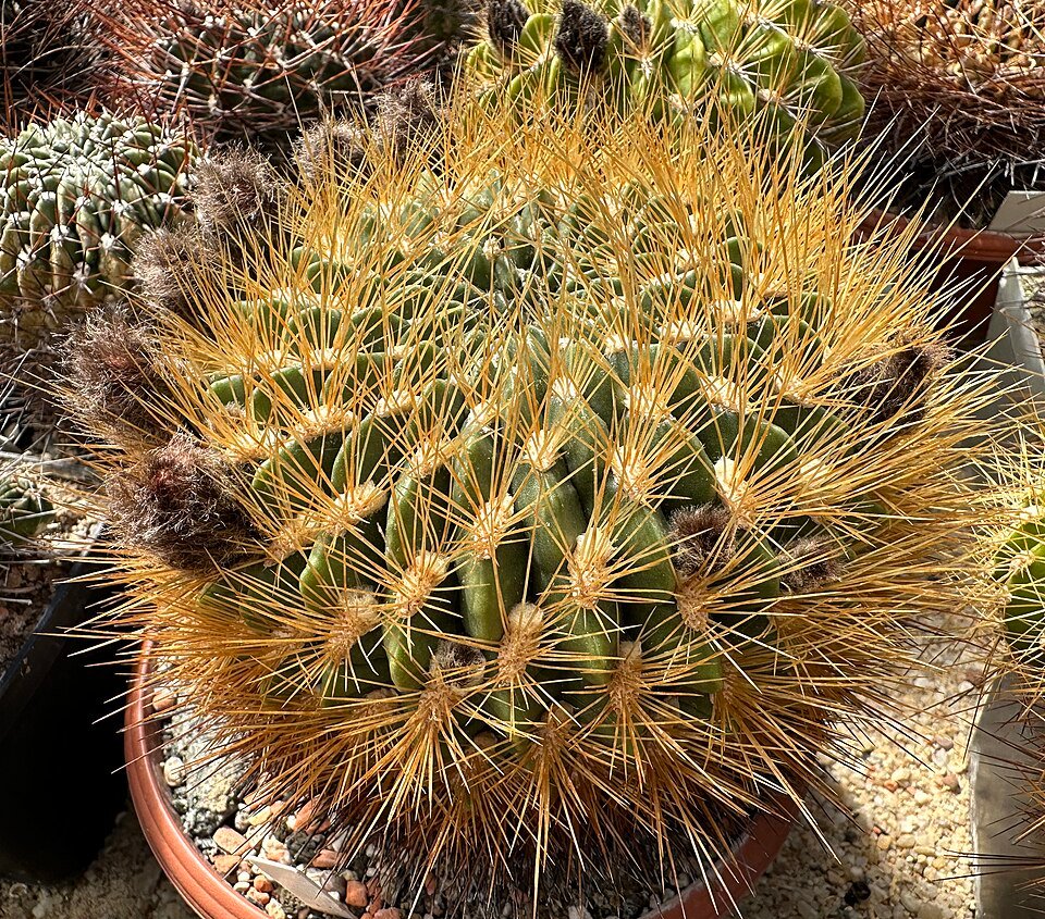 Gele Lobivia chrysochete cactusplant met stekels in pot.