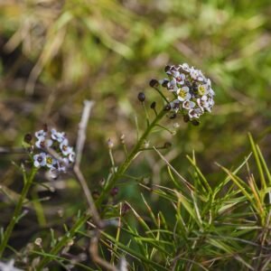 Lobularia maritima bloemen in Sete, zonnig, beperkt winterhard.