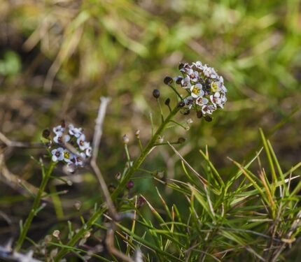 Lobularia maritima bloemen in Sete, zonnig, beperkt winterhard.