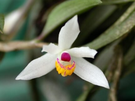 Loefgrenianthus bloeit met witte bloemen en ovale bladeren met groene aderen.