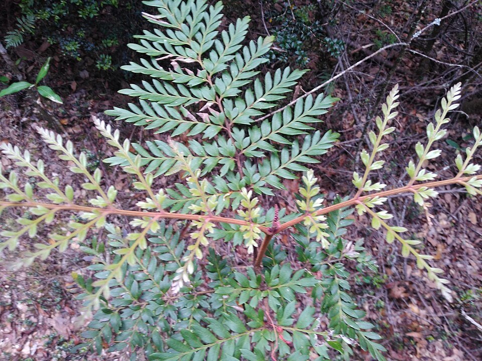 Bloeiende Lomatia ferruginea plant met rode bloemen en groene bladeren.