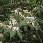 Lonicera maackii bloemenstruik met witte en gele bloemen.