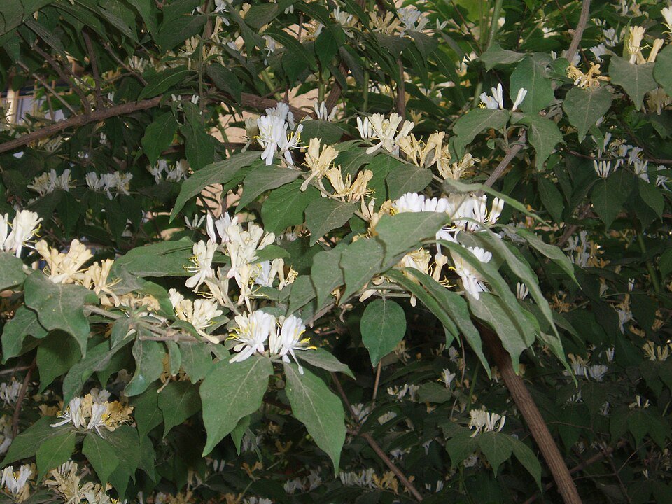 Lonicera maackii bloemenstruik met witte en gele bloemen.