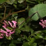 Lonicera hispidula plant met rode bessen en groene bladeren.