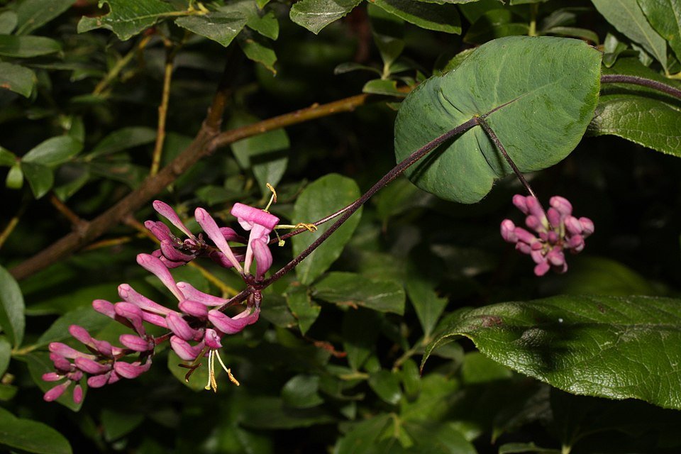 Lonicera hispidula plant met rode bessen en groene bladeren.