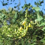 Lonicera interrupta witte bloemen en groene bladeren, onscherpe achtergrond.