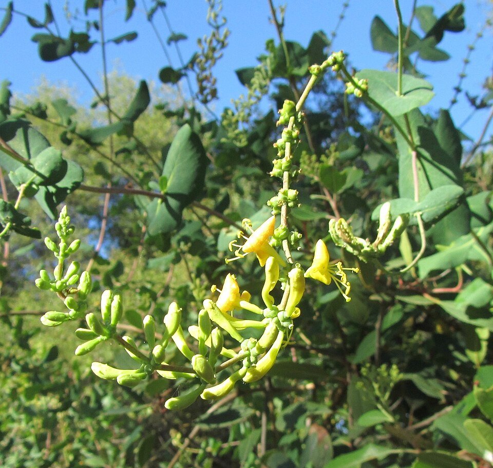 Lonicera interrupta witte bloemen en groene bladeren, onscherpe achtergrond.