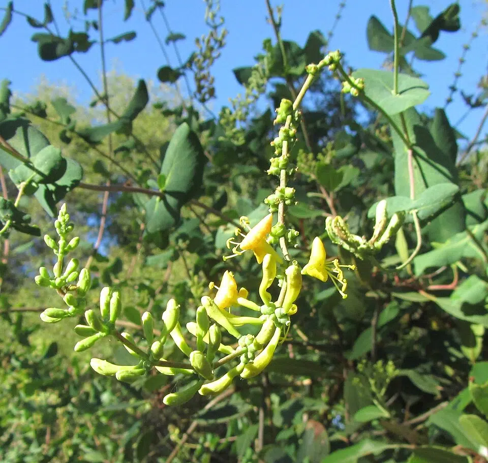 Lonicera interrupta witte bloemen en groene bladeren, onscherpe achtergrond.