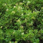 Flowering Lonicera japonica plant with white and yellow blooms on green leaves.