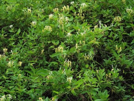 Flowering Lonicera japonica plant with white and yellow blooms on green leaves.