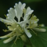 Lonicera morrowii struik met bloemen en bladeren in een park setting.