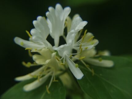 Lonicera morrowii struik met bloemen en bladeren in een park setting.