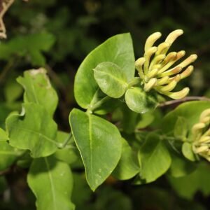 Kamperfoelie bloemen in close-up weergave.