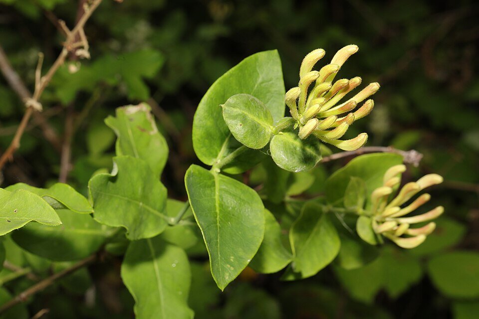 Kamperfoelie bloemen in close-up weergave.