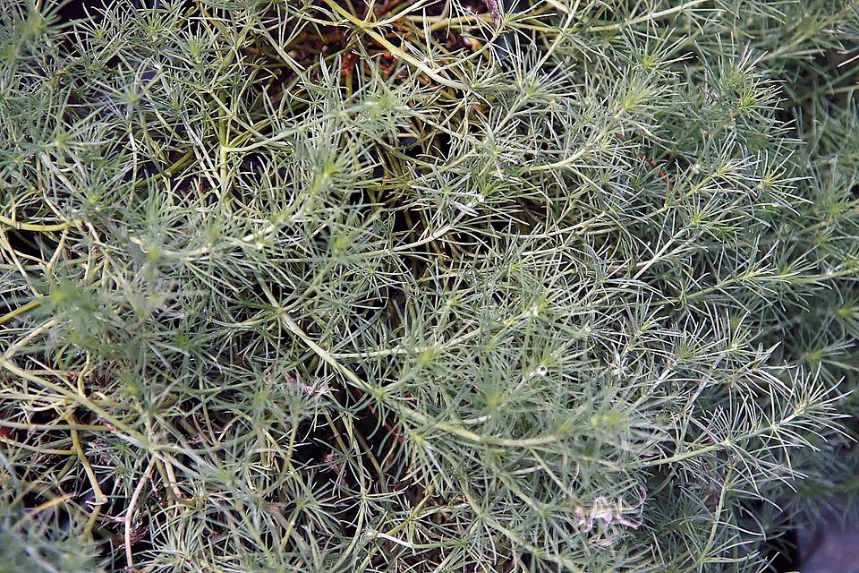 Lotus berthelotii hangplant met rode bloemen en zilvergroen blad.