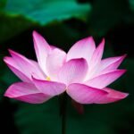 Prachtige roze lotusbloem op een serene achtergrond.
