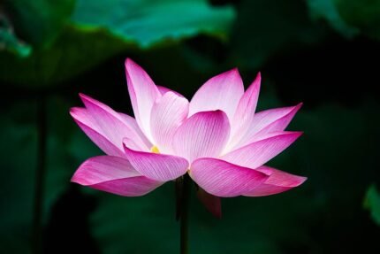 Prachtige roze lotusbloem op een serene achtergrond.