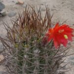Loxanthocereus xylorhizus cactus met lange stekelige stelen en gele bloemen in botanische tuin.