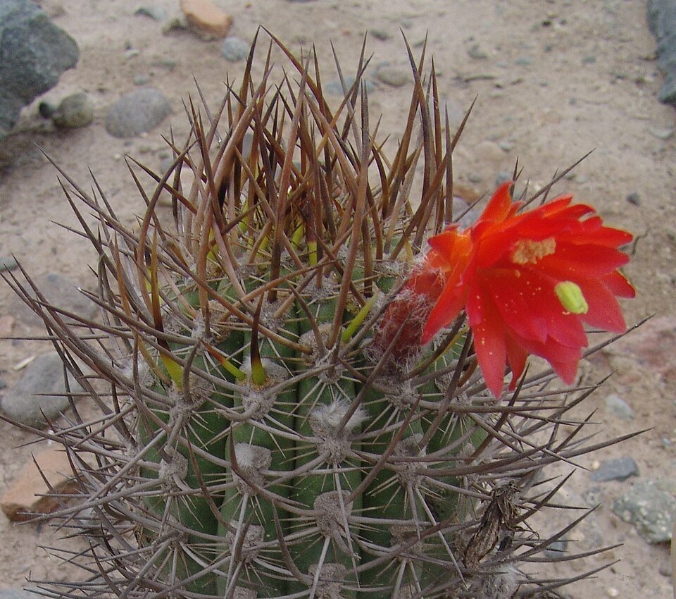 Loxanthocereus xylorhizus cactus met lange stekelige stelen en gele bloemen in botanische tuin.
