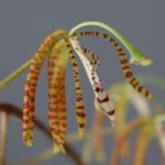Lueckelia breviloba plant met groene bladeren en unieke vormen.