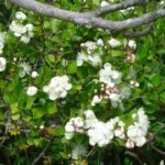 Luma apiculata bloem op Arrayan struik.