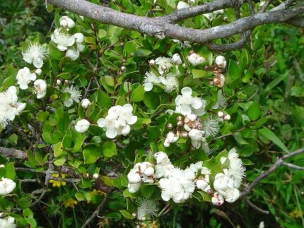 Luma apiculata bloem op Arrayan struik.