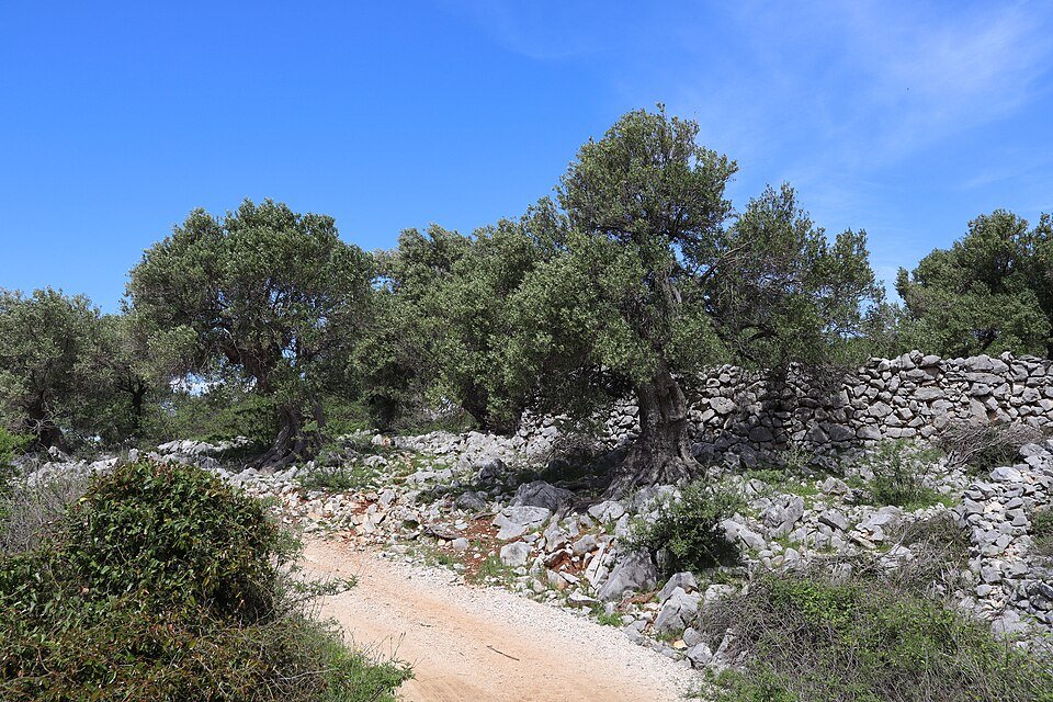 Olijfboom in tuinsetting met zonlicht.