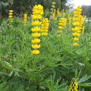 Gele lupine bloem in volle bloei met groene bladeren.