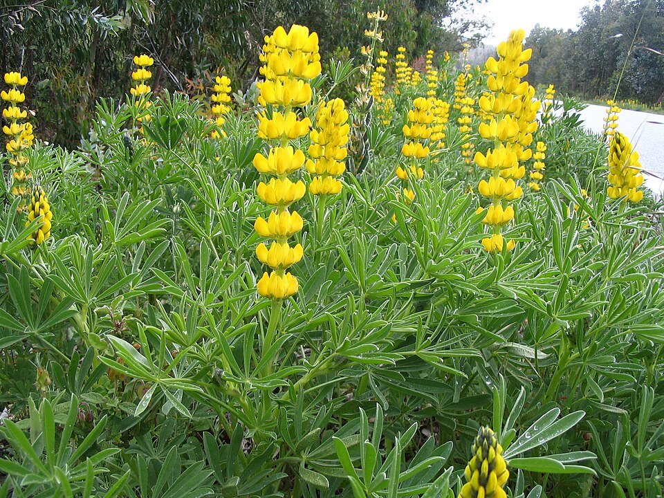 Gele lupine bloem in volle bloei met groene bladeren.