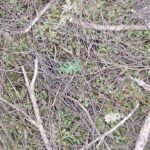 Gele bloeiende Lupinus arboreus plant met groene bladeren.