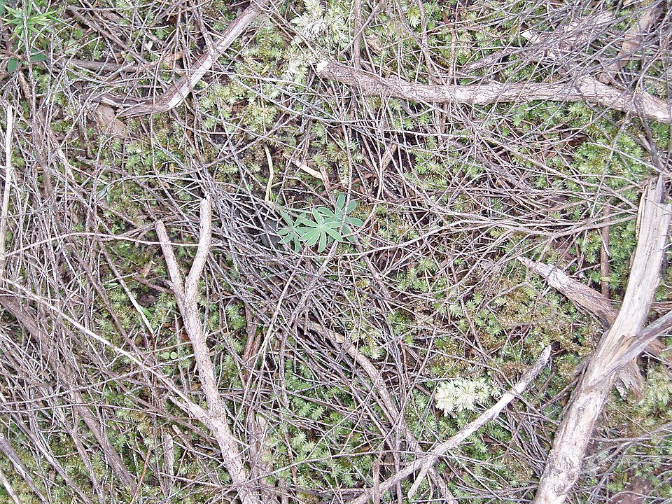Gele bloeiende Lupinus arboreus plant met groene bladeren.