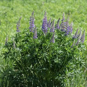 Lupinus polyphyllus bloemen in paarse tinten en groene bladeren.