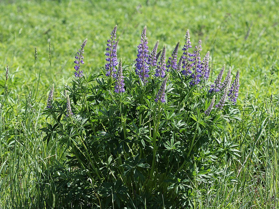 Lupinus polyphyllus bloemen in paarse tinten en groene bladeren.